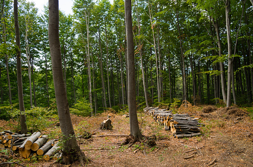 illegal felling of trees in the forest