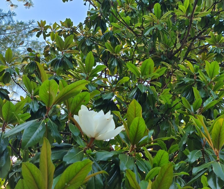magnolya-grandiflora.jpg