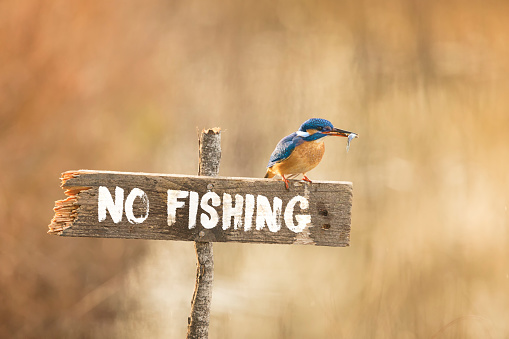 zabrana-ribolov.jpg