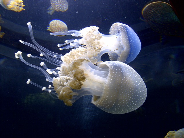 meduza.jpg