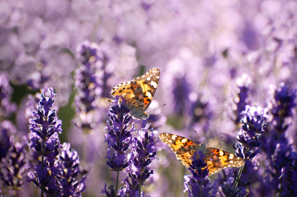 lavandula - cvete.